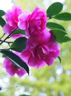 OLYMPUS DIGITAL CAMERA