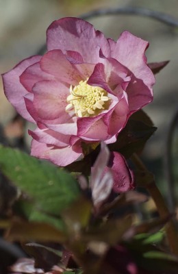 29067336_875382665975865_4441219810126200832_n